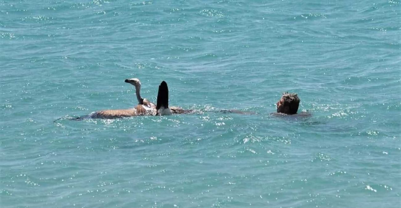 Ελλάδα: Λουόμενος έσωσε γύπα που έπεσε στη θάλασσα - Τον «βάφτισαν» Μαθιό