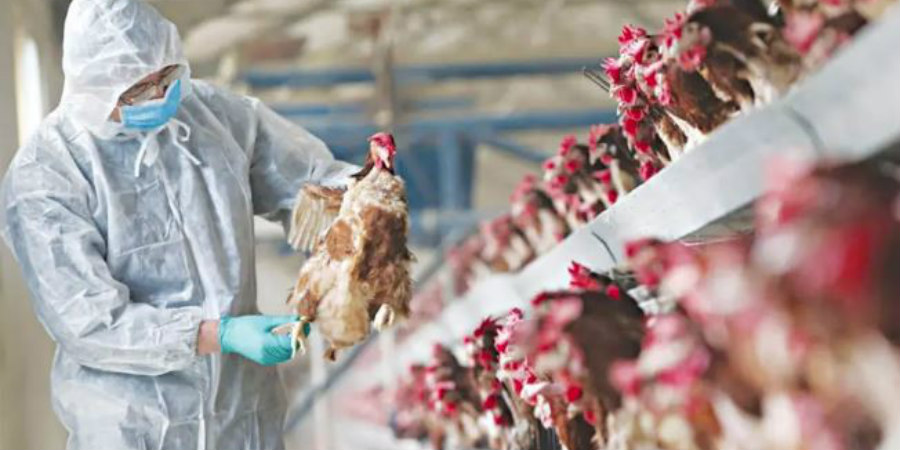 Η Κίνα αναφέρει το πρώτο κρούσμα γρίπης των πτηνών H3N8 σε άνθρωπο