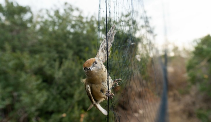 Υπόθεση λαθροθηρίας: «Τσάκωσαν» τα ξημερώματα 35χρονο να πηγαίνει σε χωράφι για να ξεμπλέξει άγρια πτηνά από δίκτυα παγίδευσης - Δείτε φωτογραφίες 