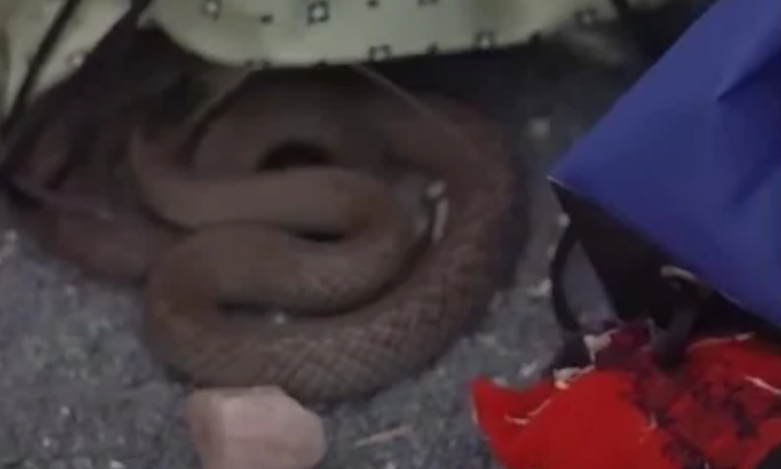 Video: Δηλητηριώδες φίδι τρύπωσε στο παιδικό δωμάτιο - Καρέ-καρέ η επιχείρηση