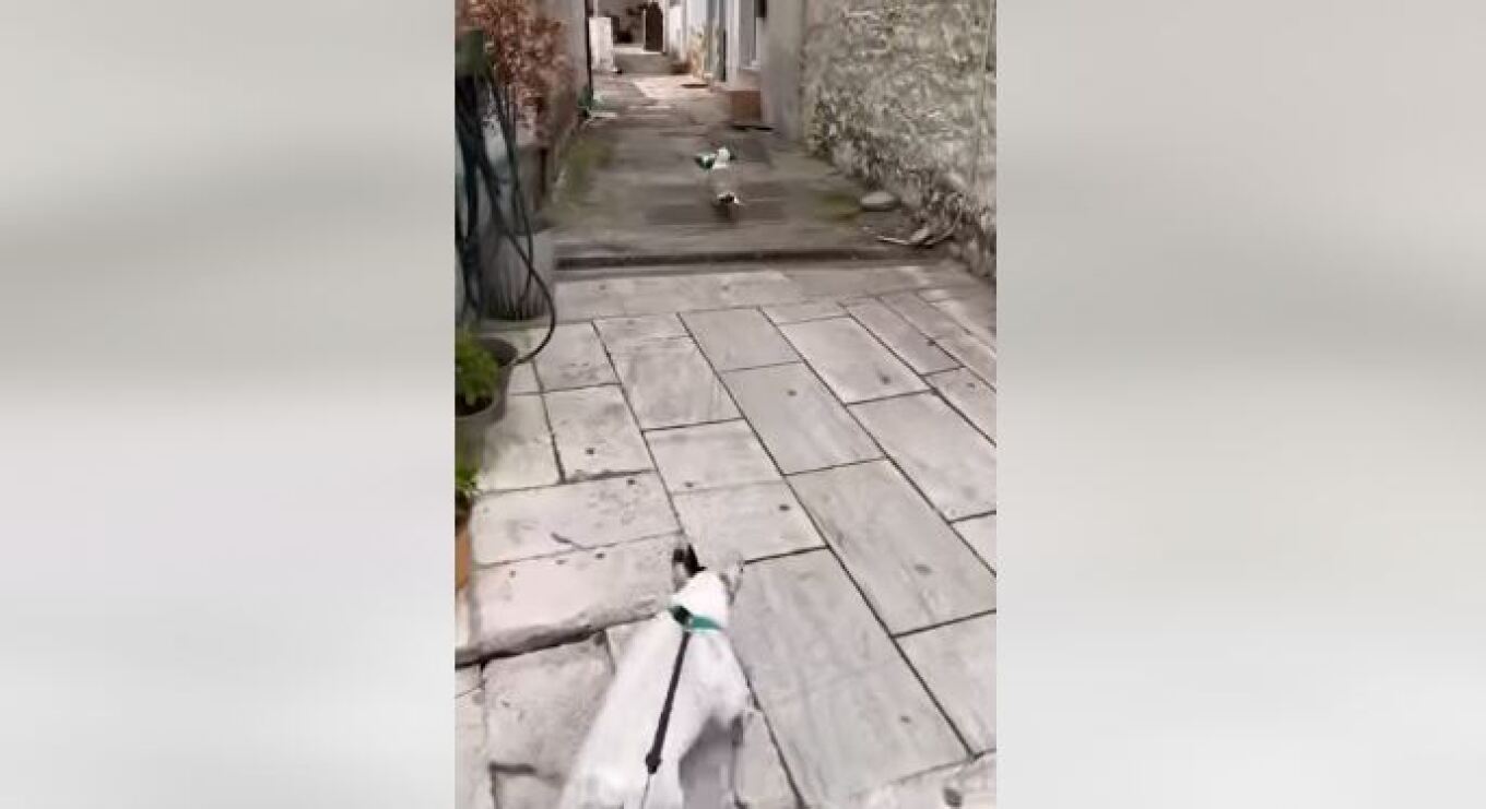 Θάσος: Γλάρος κλέβει... κρουασάν και γαριδάκια από περίπτερο - Σκύλος τον καταδιώκει - Βίντεο 