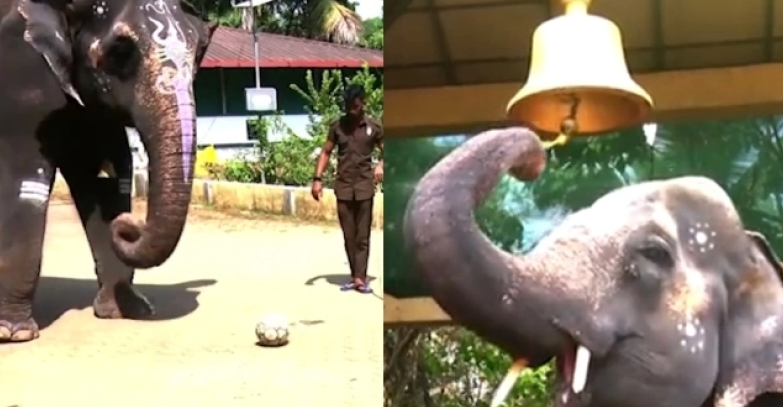 Μπαλαδόρος ελέφαντας στην Ινδία έχει «ρίξει» το διαδίκτυο με τα απίστευτα ταλέντα του - Δείτε βίντεο 