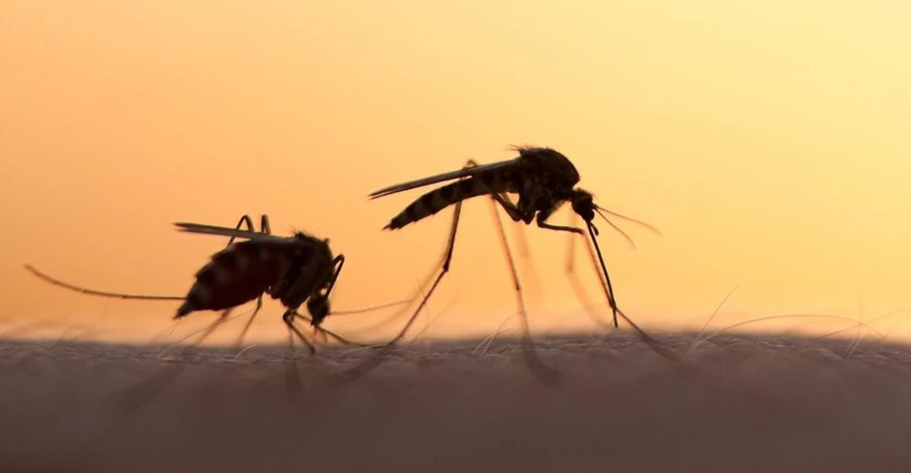 Οι οδηγίες του ΕΟΔΥ για τα κουνούπια – «Προφυλαχθείτε από τον ιό του Δυτικού Νείλου»