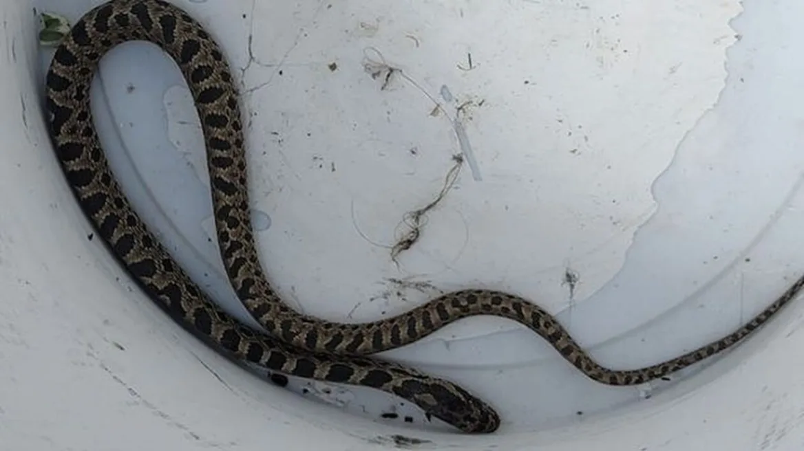 Λάρισα: Βρήκε φίδι στη μπανιέρα διαμερίσματος τετάρτου ορόφου
