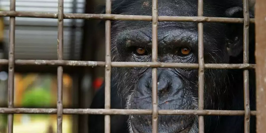 Οργή για θανάτωση χιμπατζή στην Αττική - Βίντεο από στιγμή που το σκάει από το Αττικό Πάρκο