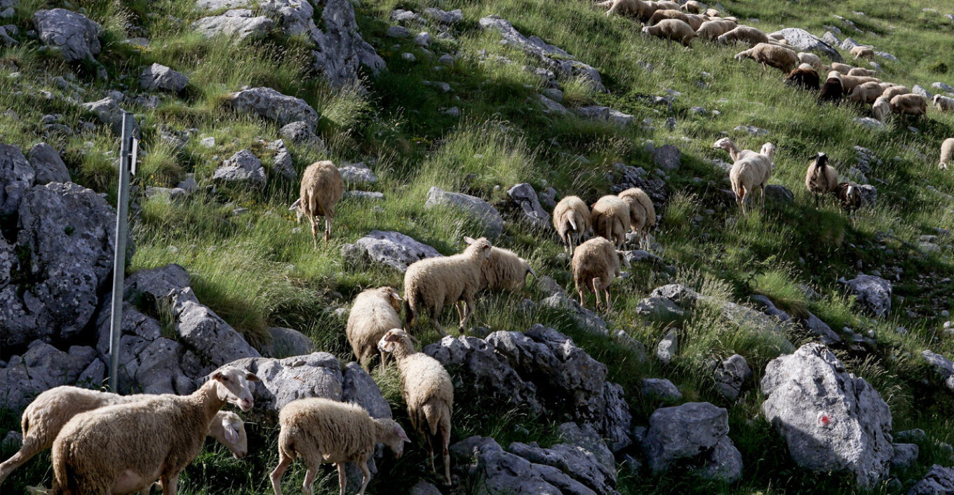 Θεσσαλονίκη: Πάνω από 350 εκατ. ευρώ οι ζημιές από την ευλογιά στους 14 μήνες