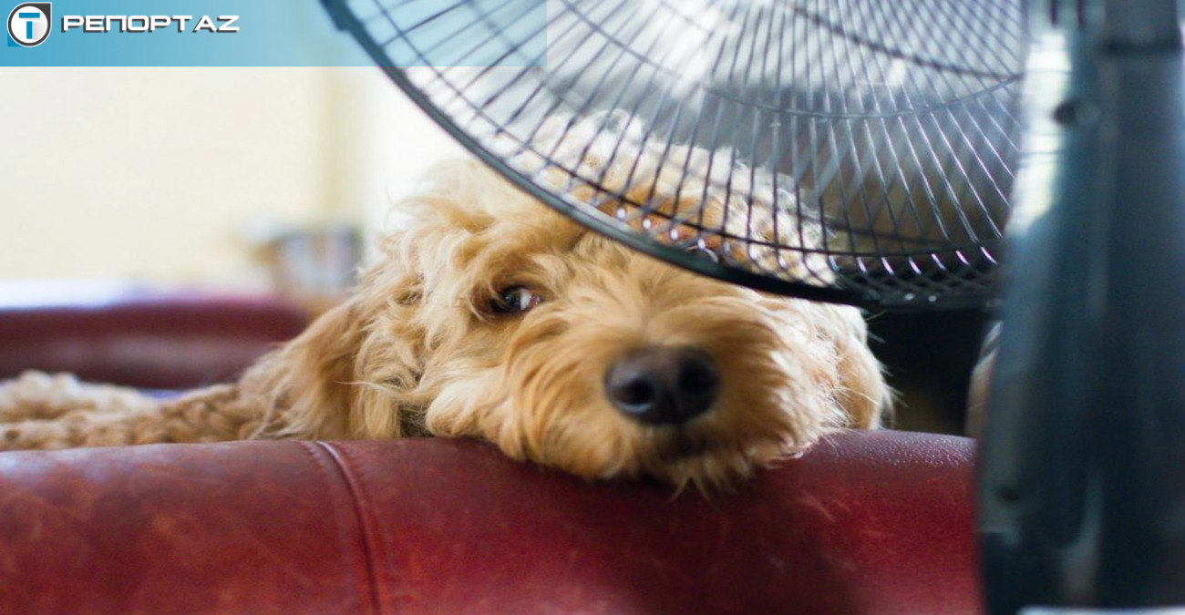 Καύσωνας: Τα do's και τα don'ts για να προστατεύσεις το κατοικίδιο σου - Πώς μπορείς να προλάβεις την θερμοπληξία