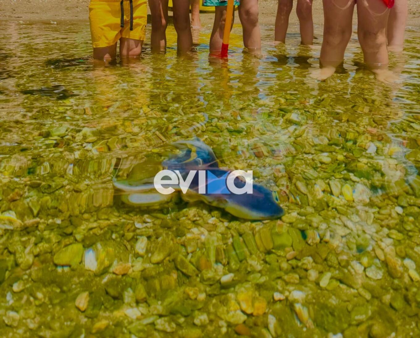 Video: Σπάνιο χταπόδι εμφανίστηκε σε παραλία της Ελλάδας - Το αποκαλούν «σεντόνι»