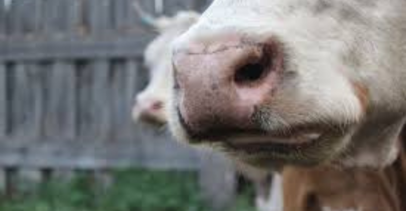 Πρόταση «βόμβα» για τον αφθώδη πυρετό: Στο τραπέζι το κλείσιμο οδοφραγμάτων