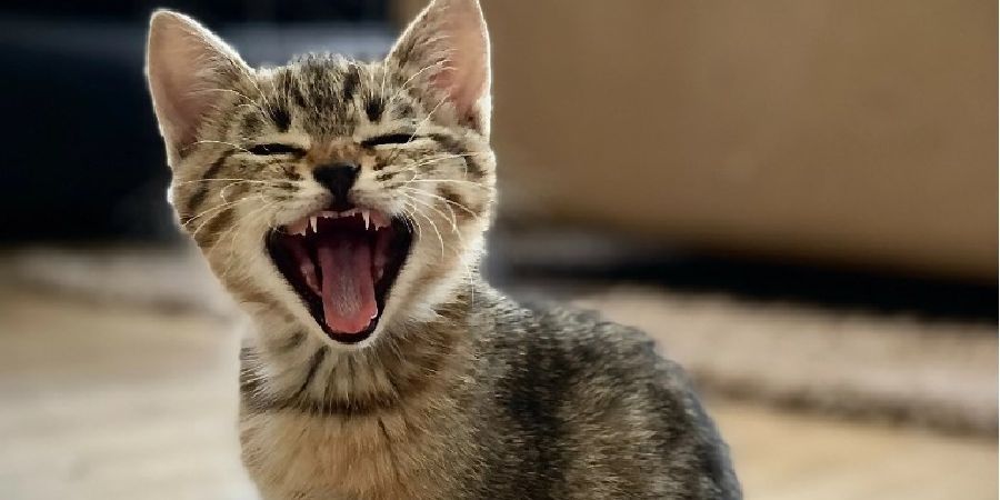 Τι μας λένε με το «νιάου» οι γάτες; Υπάρχουν 4 διαφορετικές κατηγορίες - Ειδική γλωσσολόγος εξηγεί