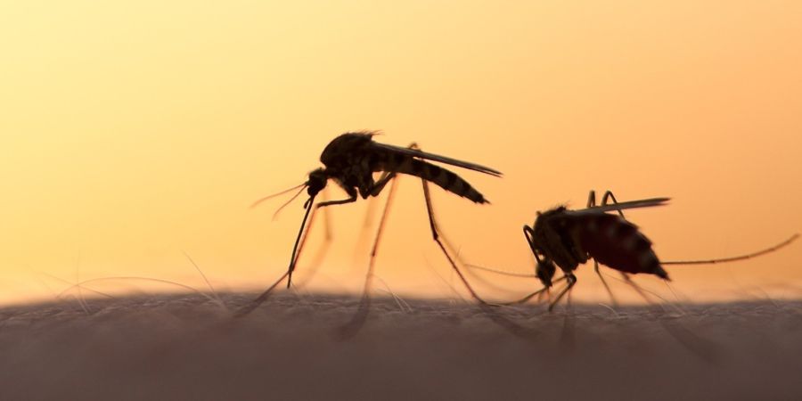 Είκοσι ένας νεκροί από τον ιό του Δυτικού Νείλου - Έκτακτο Σχέδιο Δράσης ζητά ο ΙΣΑ