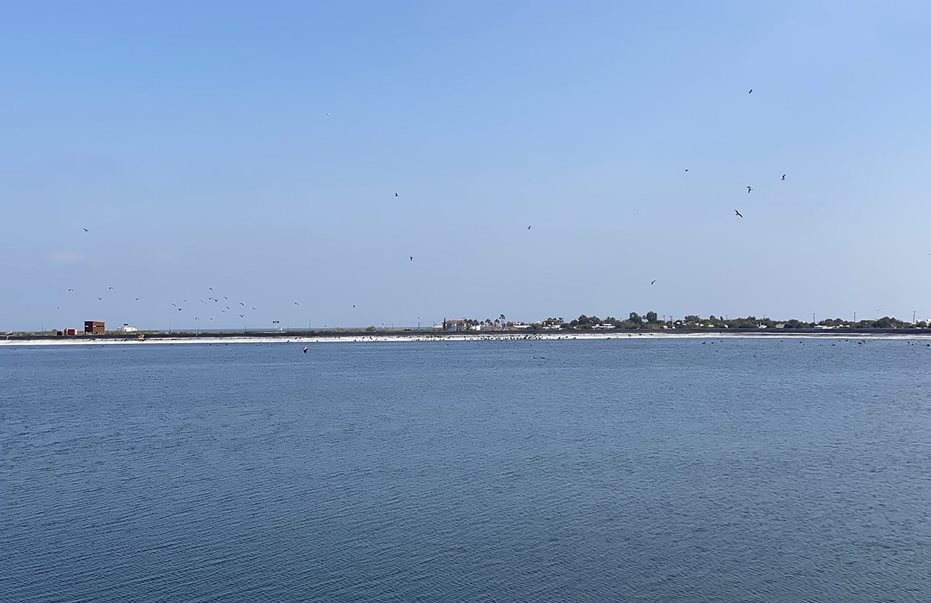 Σε υπέροχο υγροβιότοπο μετατρέπονται οι λίμνες ανακυκλωμένου νερού του ΣΑΛ στο Μενεού - ΒΙΝΤΕΟ