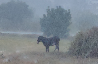 Κακοκαιρία BYRON: Δείτε το βίντεο με το εγκαταλελειμμένο γαϊδουράκι στην καταρρακτώδη βροχή που εξόργισε το διαδίκτυο