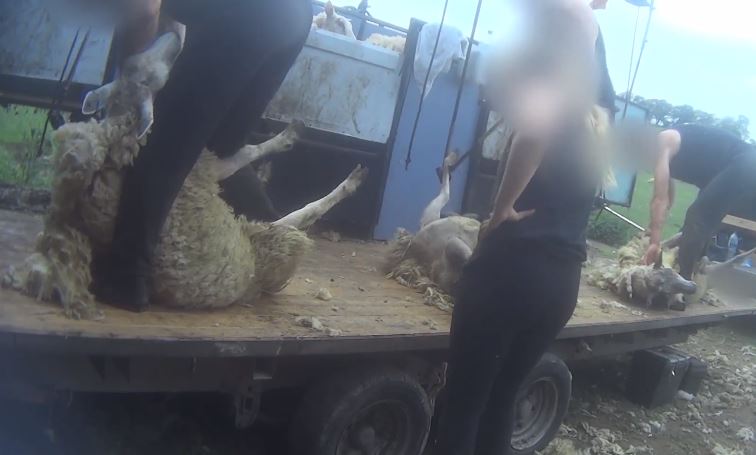 ΣΚΛΗΡΕΣ ΕΙΚΟΝΕΣ: Μπουνιές, κλωτσιές και μαχαιριές σε πρόβατα για να τα κουρέψουν- VIDEO