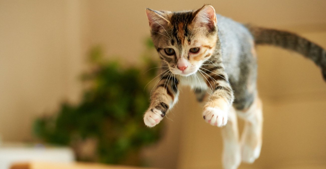 Τι ισχύει για την τοξοπλάσμωση - Κολλάμε από τη γάτα; Ποια είναι τα συμπτώματα