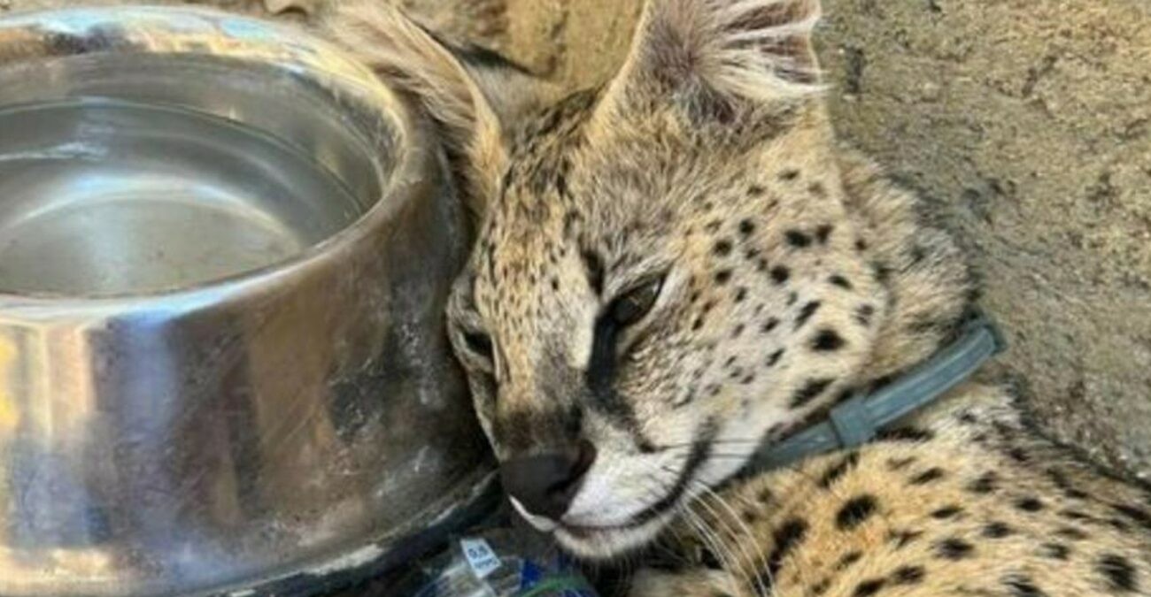 Κόμμα για τα Ζώα: Άμεση δημοσιοποίηση των αποτελεσμάτων της νεκροψίας του γάτου Μπερτόν