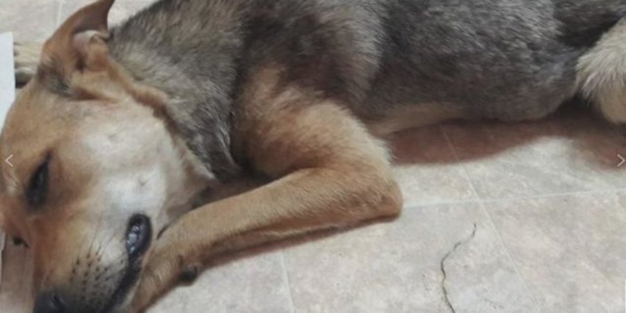 Φρικιαστικές εικόνες - Βρέθηκαν απαγχονισμένα δυο σκυλιά στον Λυθροδόντα -ΦΩΤΟΓΡΑΦΙΕΣ 