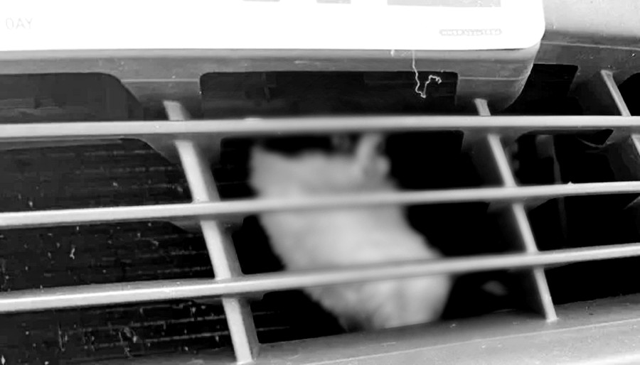 Επείγουσα έκκληση για τον εντοπισμό του Bibi - Χάθηκε κατά τη διάρκεια του ταξιδιού του - Δείτε φωτογραφίες