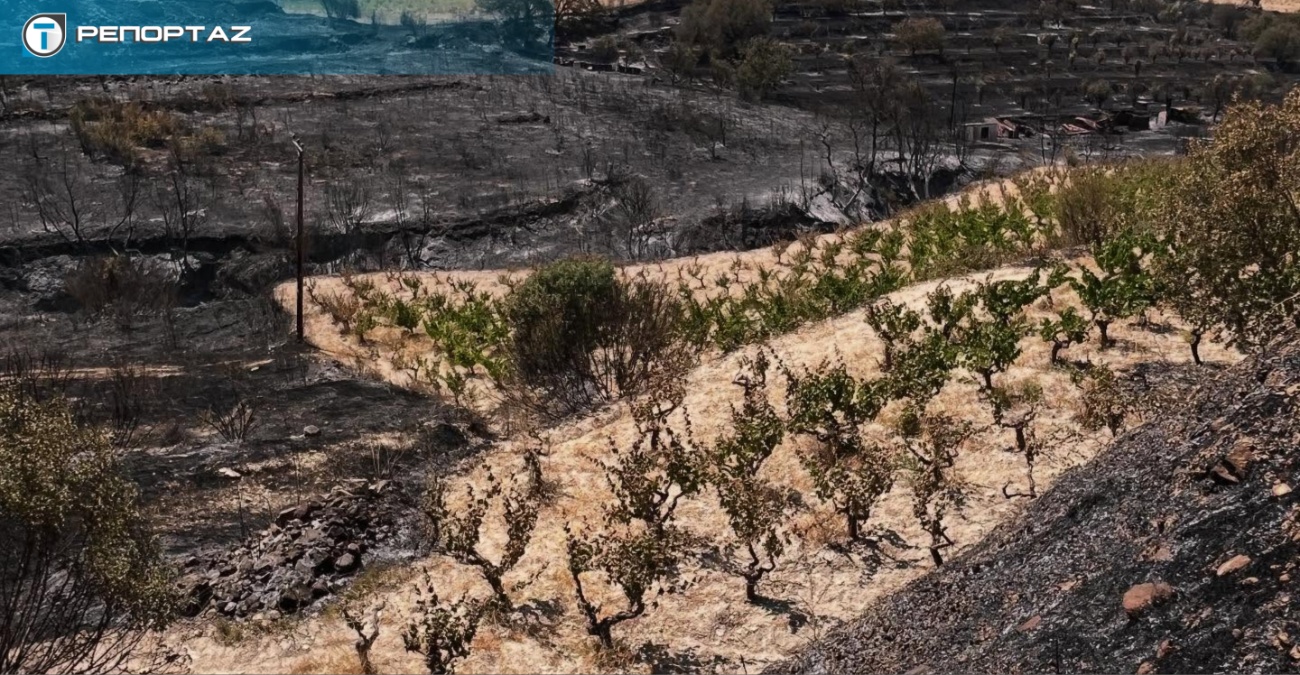 Έγινε στάχτη η παραγωγή – Πυρκαγιές χτύπησαν τα οινοποιεία της Λεμεσού λίγο πριν τον τρύγο