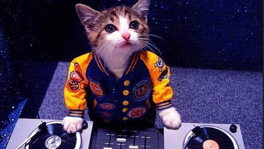 Κάλεσαν την Αστυνομία για διατάραξη κοινής ησυχίας, αλλά τελικά την μουσική την έβαζε μία γάτα