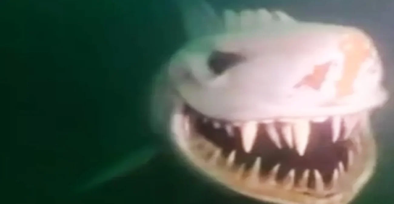 Ο μυστήριος καρχαρίας που βρίσκεται στο βυθό μιας λίμνης στην Ελβετία: Η φάρσα που έχει μείνει στην ιστορία - Δείτε βίντεο