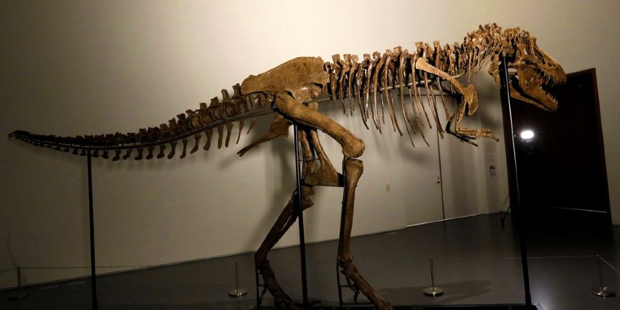 Σκελετός δεινοσαύρου: Βγαίνει σε δημοπρασία - Έζησε πριν από 76 εκατ. χρόνια και θα πουληθεί έως 8 εκατομμύρια δολάρια