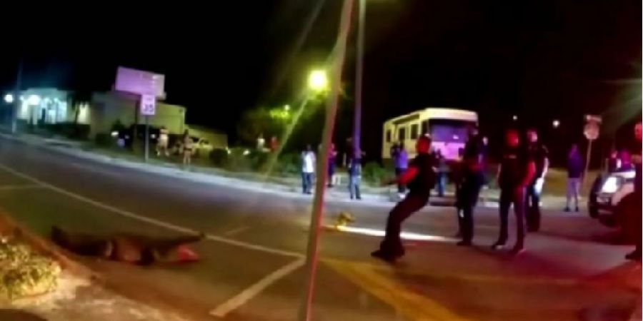 Η στιγμή που αστυνομικός στη Φλόριντα πέφτει πάνω σε αλιγάτορα για να τον ακινητοποιήσει - Δείτε βίντεο 