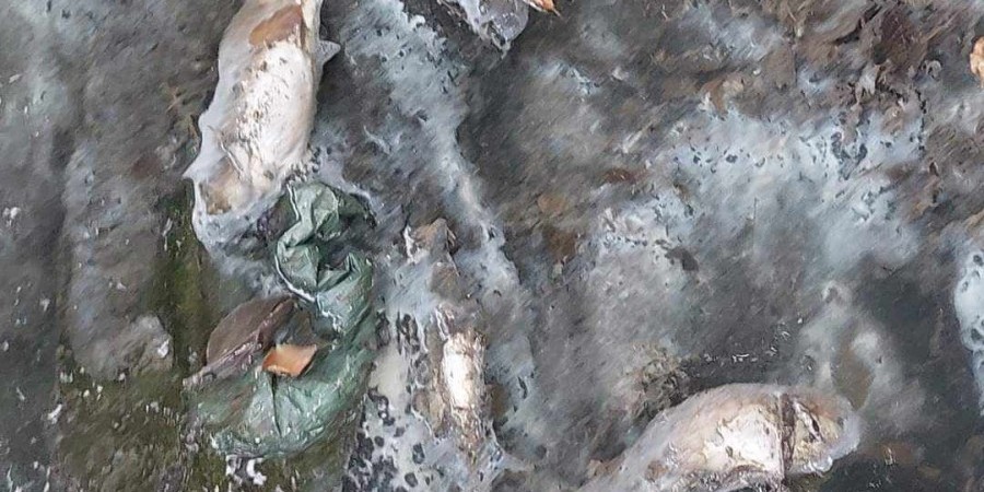 Καταγγελίες για νεκρά ψάρια σε ποταμό στην Κακοπετρία: Υποψίες για διαρροή λυμάτων - Δείτε φωτογραφίες 