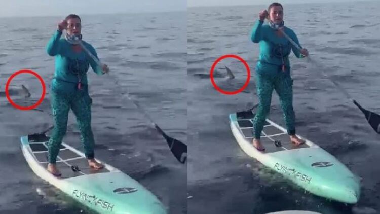 ΗΠΑ: Απίστευτη ψυχραιμία από γυναίκα που έκανε SUP δίπλα σε καρχαρία 500 κιλών - Δείτε βίντεο 