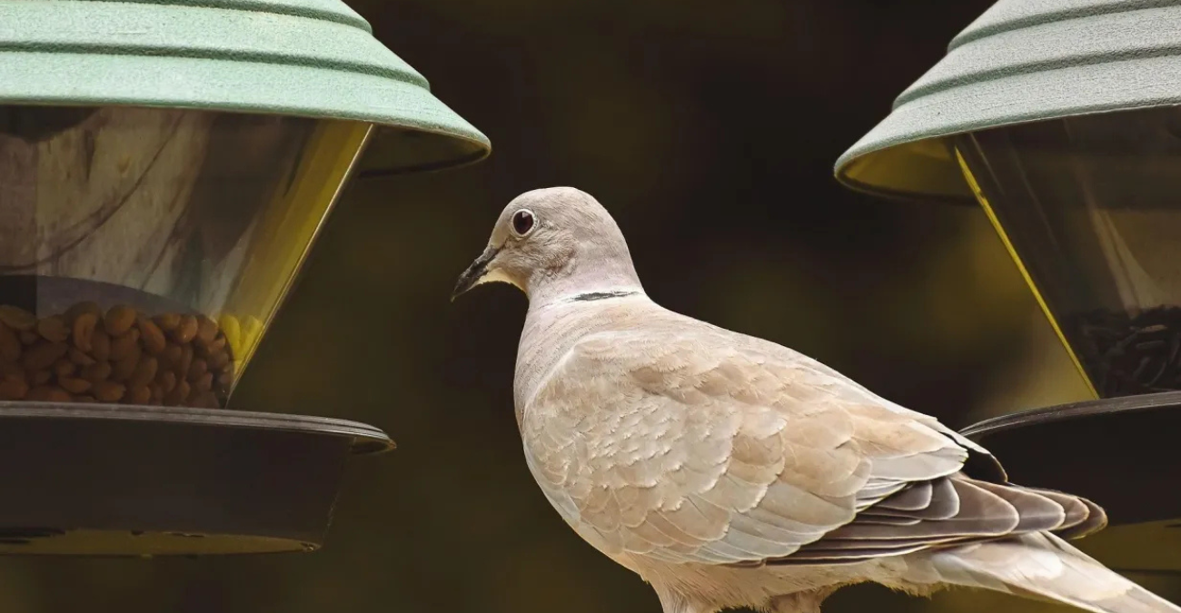 Δεύτερος θάνατος στις ΗΠΑ από την γρίπη των πτηνών - «Χαμηλός ο κίνδυνος για τον γενικό πληθυσμό»