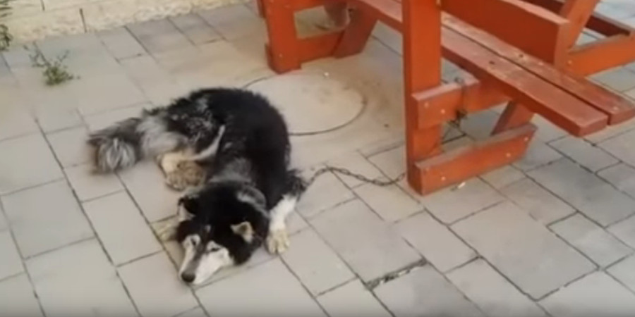 ΙΣΡΑΗΛ: Άφωνοι οι αστυνομικοί- Τους το έλεγε ο ιδιοκτήτης του σκύλου- VIDEO
