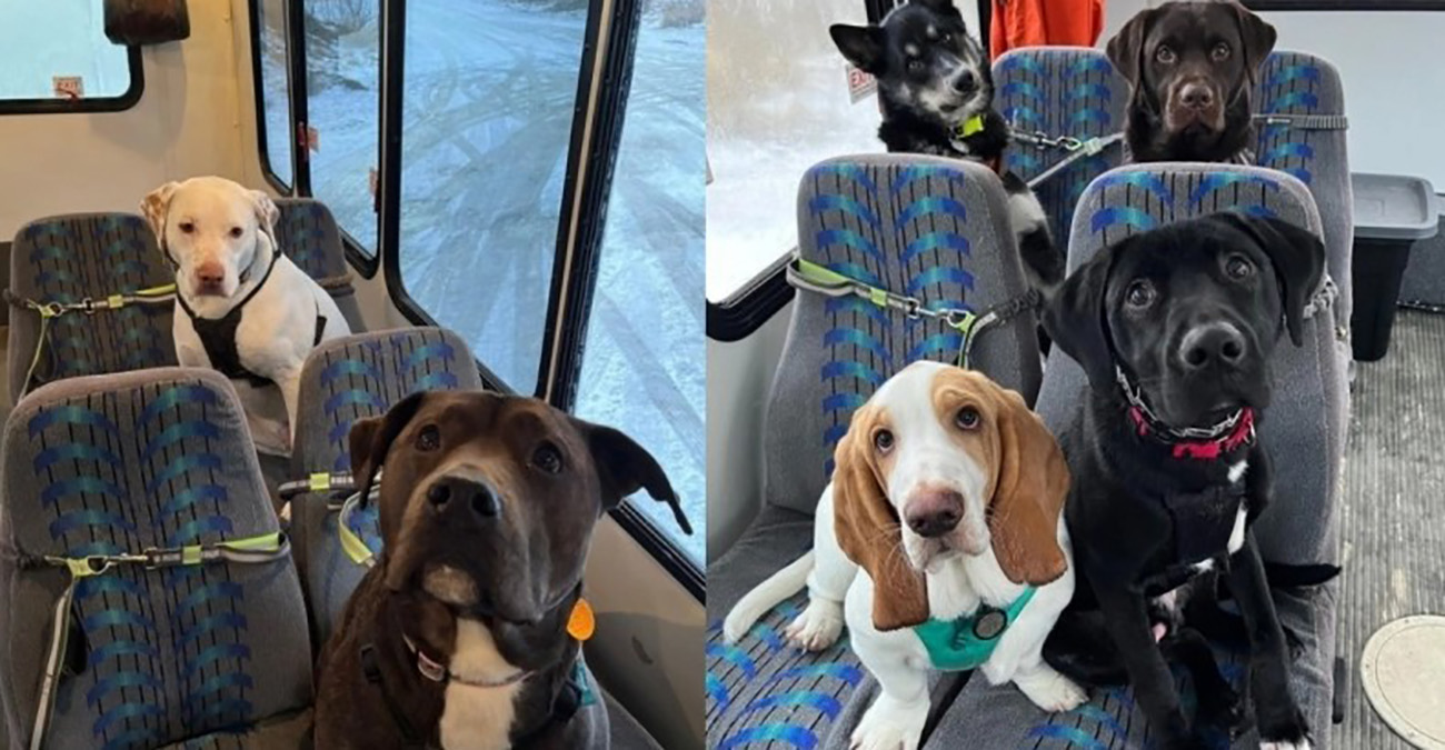 Τα πιο υπάκουα σκυλιά κάνουν βόλτα με το δικό τους ξεχωριστό λεωφορείο και γίνονται viral