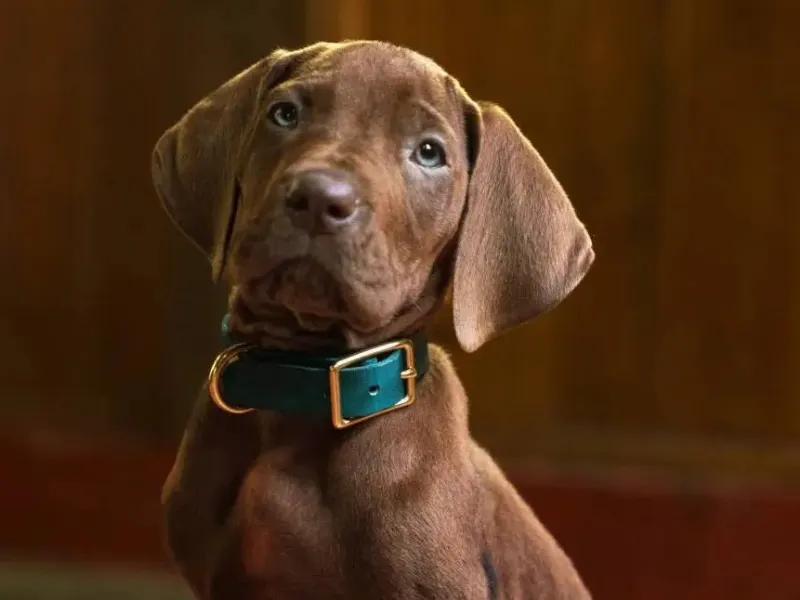 Scooby-Doo: Ο νέος σκύλος του Netflix δίχασε τους θαυμαστές πριν καν βγει η σειρά - Δείτε βίντεο