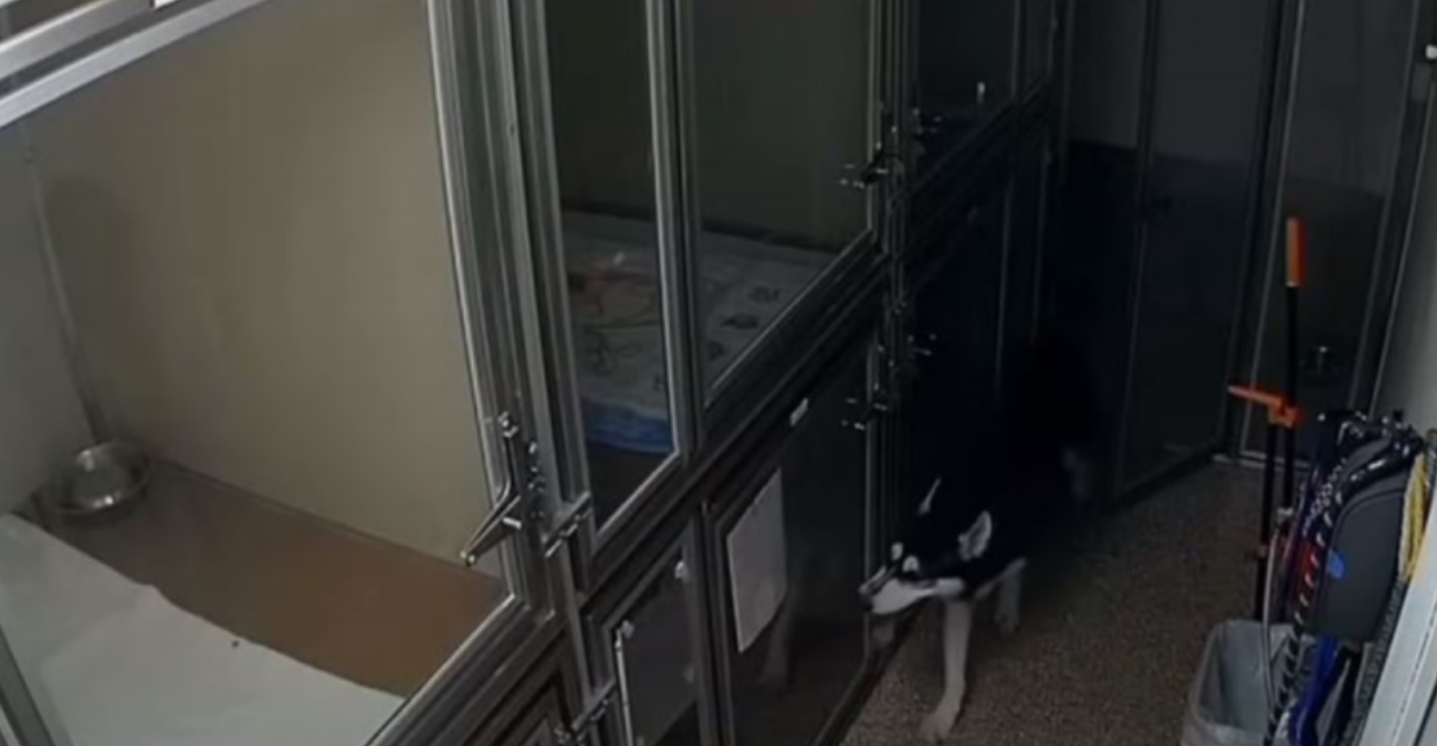 Χάσκι το έσκασε από το κλουβί του και προσπάθησε να απελευθερώσει και τους άλλους σκύλους