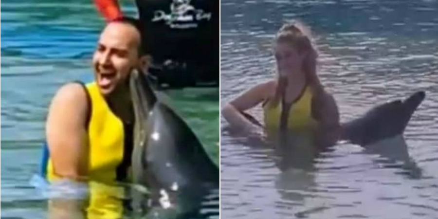 Μαυρίκιος – Ιλάειρα: Κολύμπησαν και φωτογραφήθηκαν με δελφίνια στο Dubai (Βίντεο)