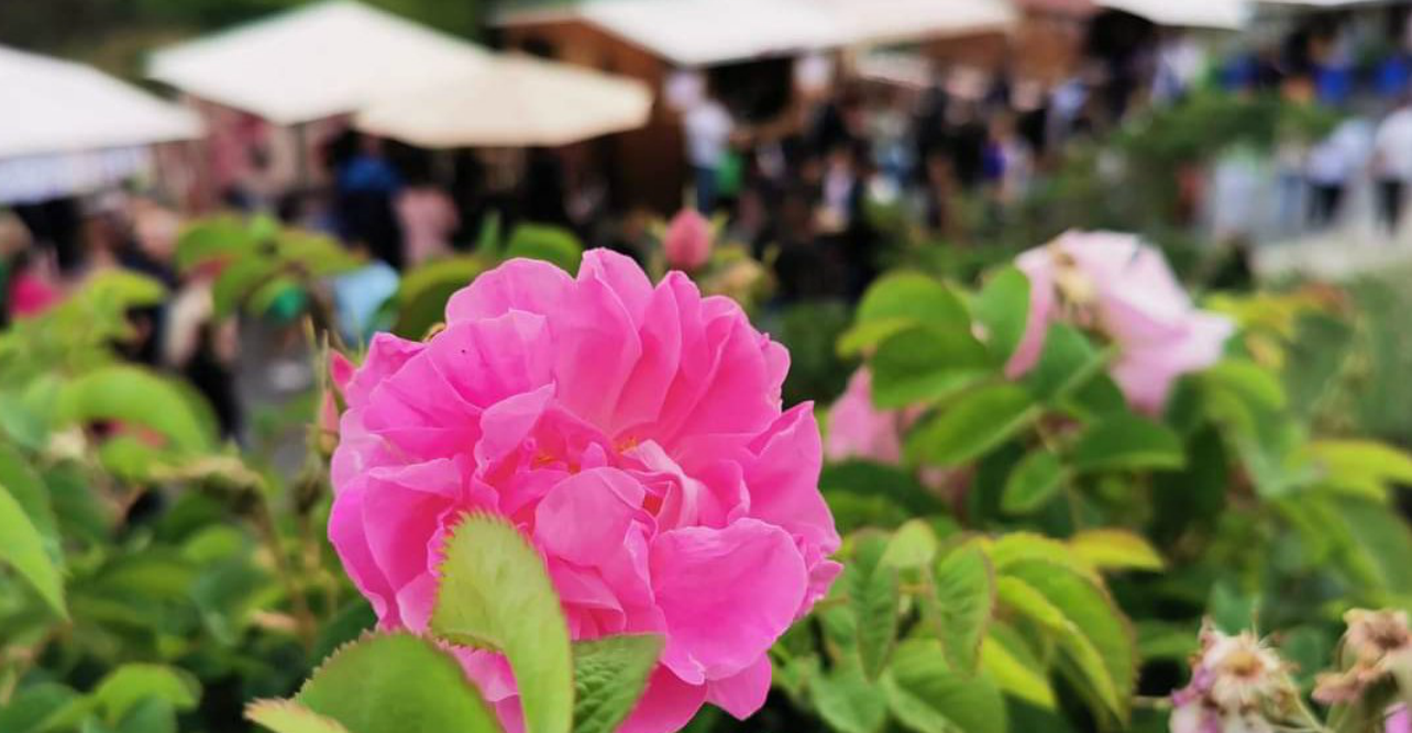 Φεστιβάλ Τριανταφύλλου στον Αγρό: Αυτές οι ημερομηνίες  «κλείδωσαν»