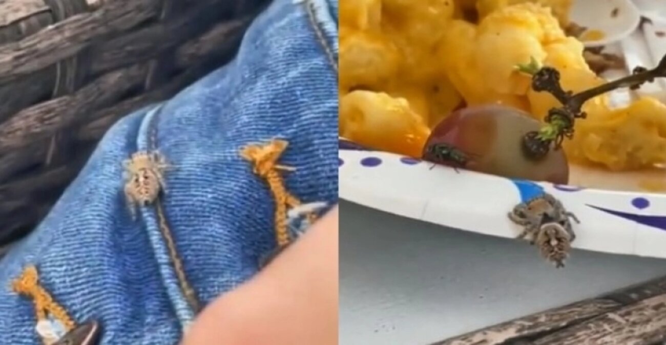 Ατρόμητη γυναίκα βοήθησε αράχνη να κατασπαράξει μύγα που άραζε στο φαγητό της - Δείτε βίντεο
