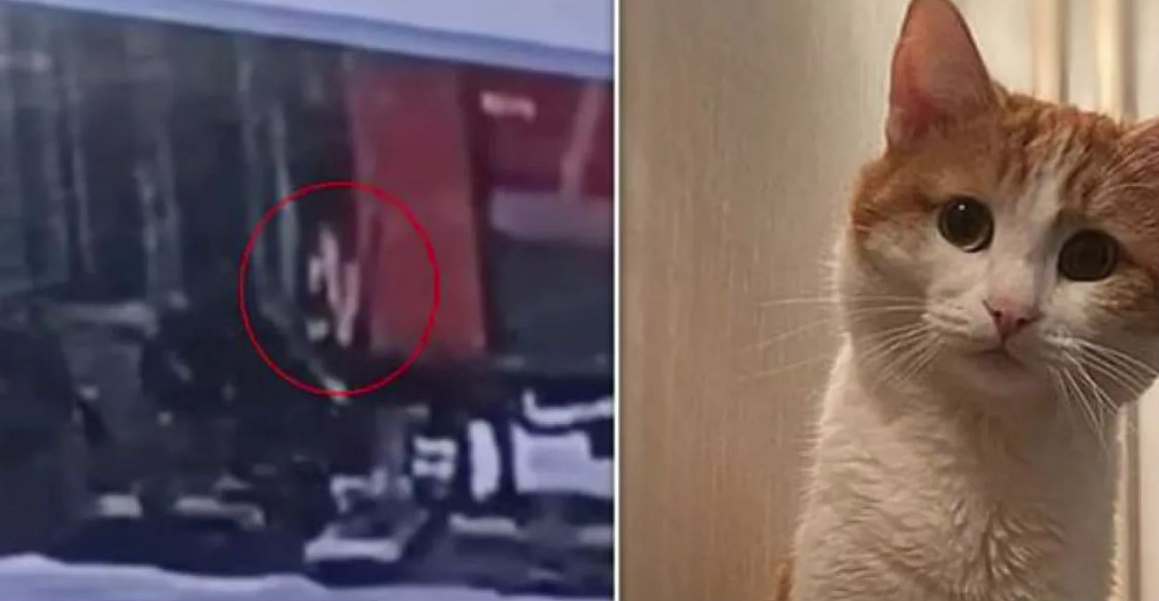 Ρωσία: Οργή για ελεγκτή που πέταξε γάτα από τρένο μέσα στα χιόνια - Ο Twix πέθανε από το κρύο - Βίντεο 