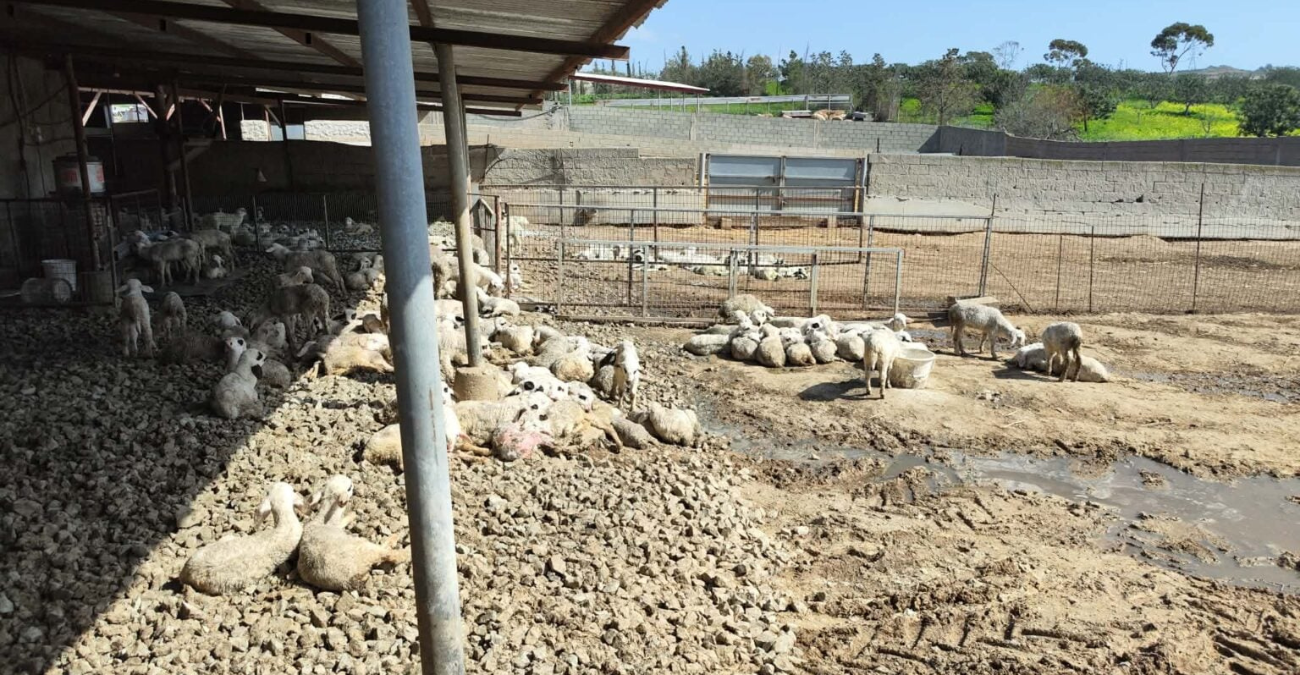 Αφθώδης Πυρετός: Νέες μολυσμένες μονάδες σε Λευκωσία και Λάρνακα