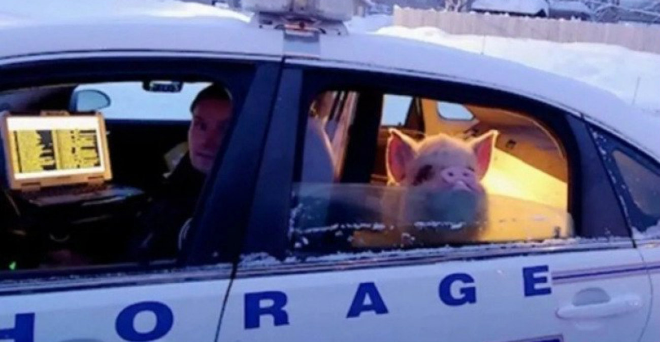 Το είδαμε κι' αυτό! Γουρούνι στην Αλάσκα εθεάθη να κάθεται στο πίσω κάθισμα ενός περιπολικού