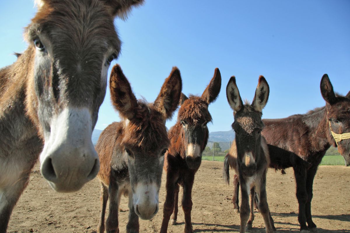 Ευκαιρία για εκδρομή: Ένα νέα χριστουγεννιάτικο χωριό κάνει την εμφάνισή του τα Θεοφάνια – Θα έχει και βόλτα με γαϊδουράκια