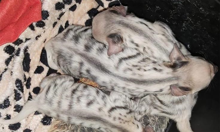 ΠΕΓΕΙΑ: Γεννητούρια υαινών στον ζωολογικό κήπο μετά από τα λιονταράκια