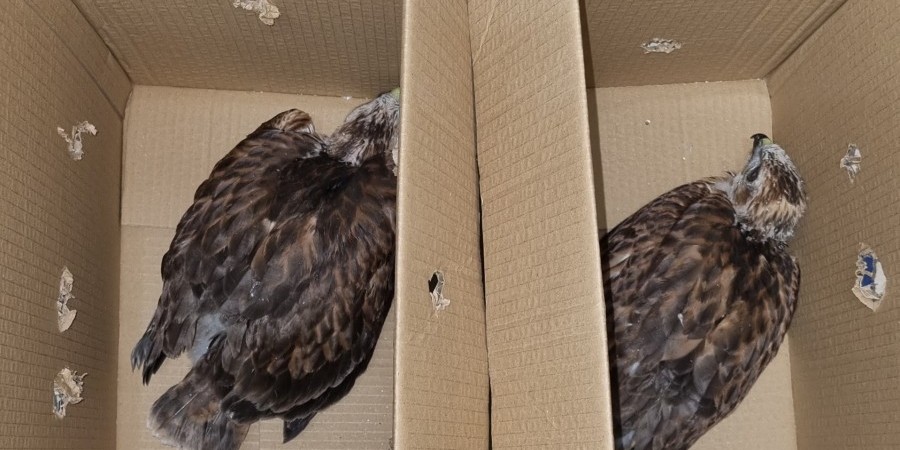 Εξαρθρώθηκε κύκλωμα εμπορίας άγριων πτηνών - Εντόπισαν και κατέσχεσαν νεοσσούς αετογερακίνας - Φωτογραφία
