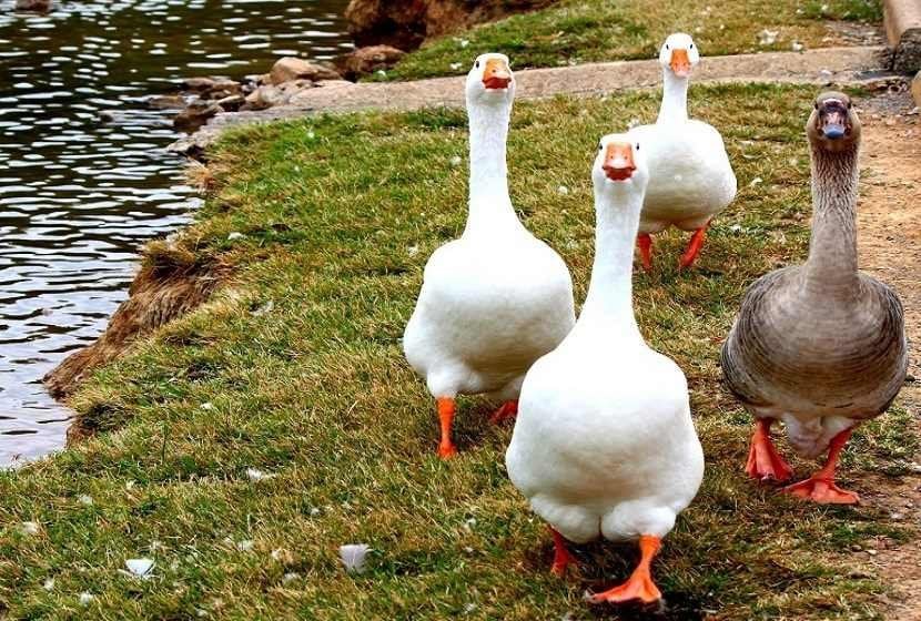 Υπό εξέταση το νεκρό πτηνό στην Αθαλάσσα - Σε καραντίνα όσοι ήρθαν σε επαφή μαζί του 