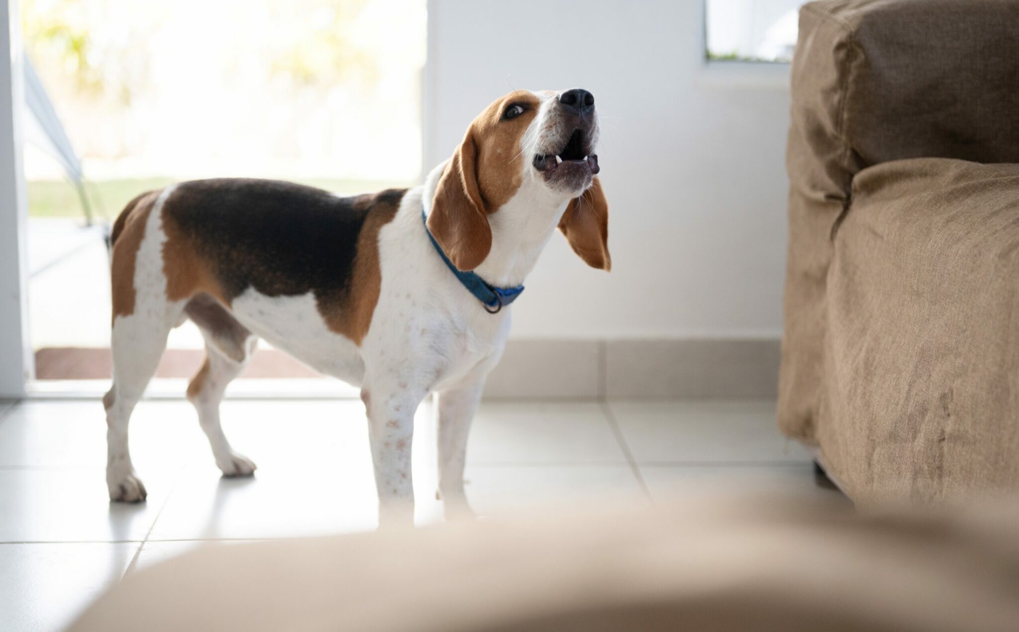 Τι λένε οι σκύλοι όταν γαβγίζουν - Μπορούμε να τους καταλάβουμε;