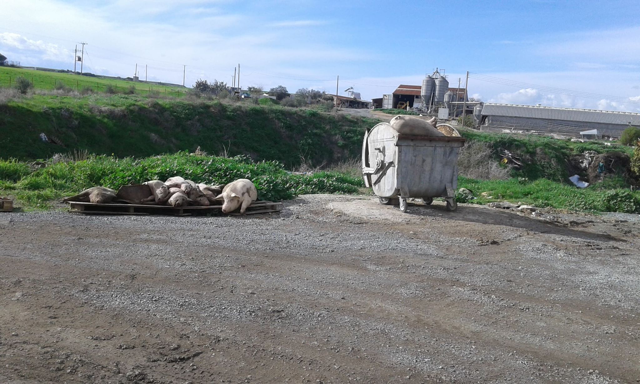 ΚΥΠΡΟΣ: Άσχημο θέαμα- Νεκρά γουρουνάκια πεταμέμνο στο δρόμο και στα σκουπίδια