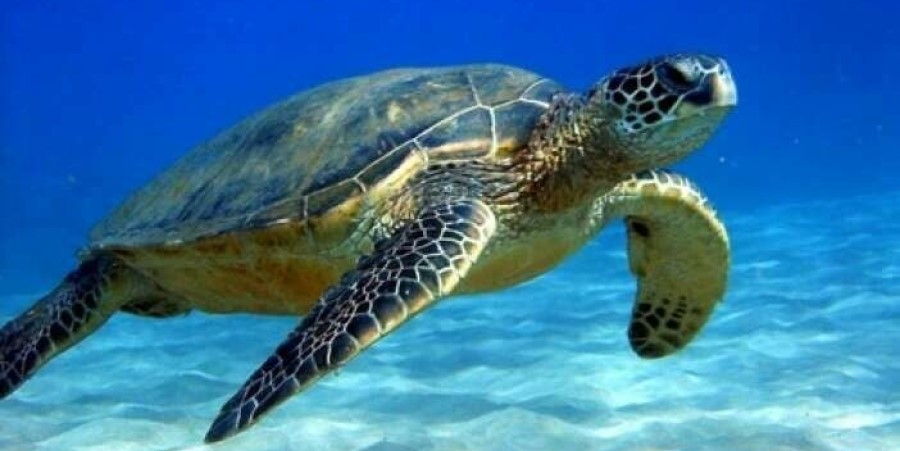 Θαλάσσια χελώνα δάγκωσε λουόμενη στα Χανιά - H κατάσταση της υγείας της - Φωτογραφία