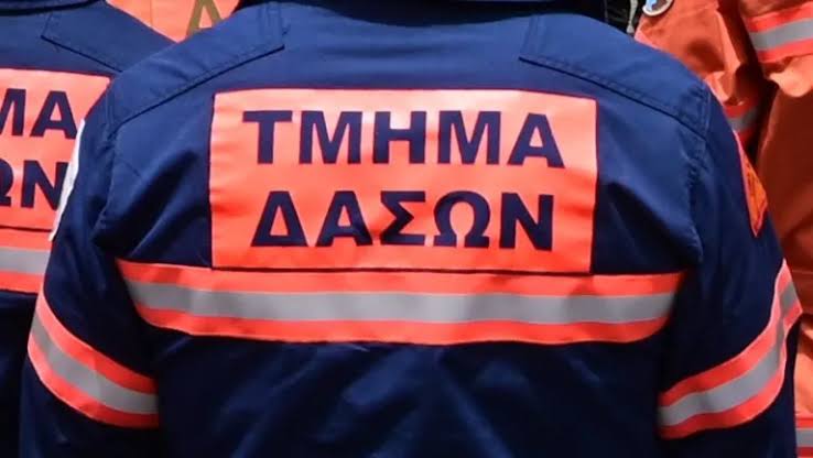 Ξέσπασε πυρκαγιά: Επιχείρησαν να κάψουν σκύβαλα κοντά σε κρατικό δάσος - Κινητοποιήθηκαν άμεσα Πυροσβεστική και Τμήμα Δασών