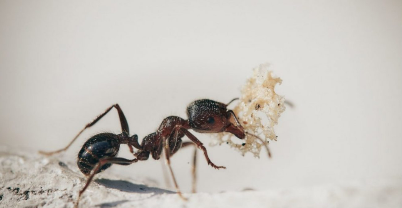 Σαν να βγήκε από θρίλερ - Η φωτογραφία ενός μυρμηγκιού «κόβει» την ανάσα