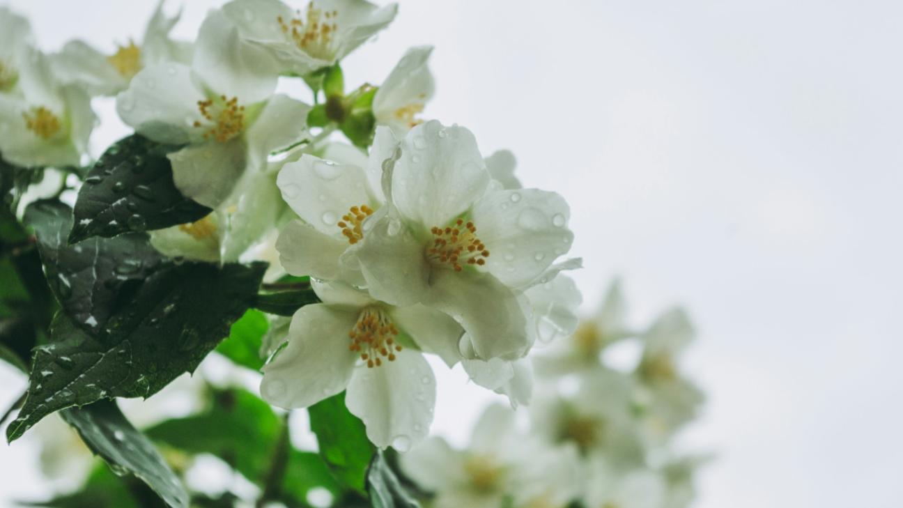 Αυτό το φυτό φέρνει τύχη στο σπίτι και καταπολεμά το άγχος - Τώρα είναι η κατάλληλη στιγμή να το φυτέψετε - Πού να το τοποθετήσετε